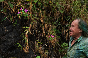 Patrick Blanc observing Sonerila nemakadensis flowering on a vertical seeping rock surface, Munnar, Kerala, India, Jan. 2023