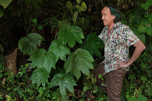 Patrick Blanc observing Tacca palmatifida growing on vertical earth bank, Enrekang, South Sulawesi, June 2019