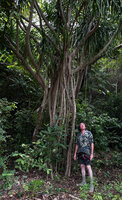 Patrick Blanc observing the aerial roots of Dracaena multiflora, the youngest appearing at 4 to 5 m above the soil and the oldest becoming stout thick pillar roots, Malapascua, Philippines, Dec. 2024