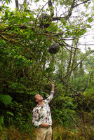 Patrick Blanc observing the aerial tubers of Squamellaria imberbis (syn. S. wilsonii) epiphytic in low mountain mossy forest, Des Voeux peak, Taveuni, Fiji, Aug. 2016