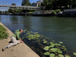 Patrick Blanc observing the aquatic Nuphar, Potamogeton and Myriophyllum in the Seine river, Ile de la Jatte, Neuilly sur Seine, May 2021