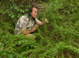 Patrick Blanc observing the arching stems of Phyllanthus taxodiifolius, Khon Kaen, Thailand, June 2016