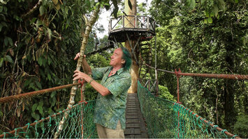 Patrick Blanc observing the articulated stem of Piper cf. langlassei, danum valley, Sabah, Borneo, July 2022