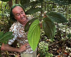 Patrick Blanc observing the asymmetric large leaves of the sympodial lateral stems of Piper decumanum, Manokwari, West Papua, May 2025