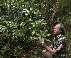 Patrick Blanc observing the basal Angiosperm Hedyosmum arborescens, Mamelle de Pigeon, Basse Terre, Guadeloupe, Feb. 2026
