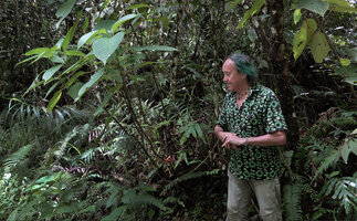 Patrick Blanc observing the basal red flowers of the shrubby cauliflorous Agalmyla coccinea, Manusela NP, Seram, Moluccas, April 2024