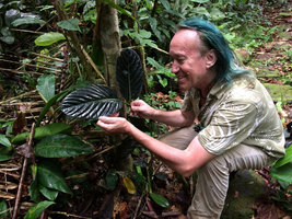 Patrick Blanc observing the black shiny leaves of Piper augustum, Calanoa, Leticia, Colombia, Nov. 2016