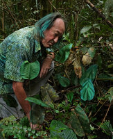 Patrick Blanc observing the blue green iridescent fronds of Diplazium cordifolium, Mt kinabalu, 1600 m asl, Sabah, Borneo, July 2022