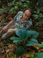 Patrick Blanc observing the blue iridescence of the leaves of Phyllagathis rotundifolia, Sungai Tekala FR, Selangor, Malaysia, April 2023
