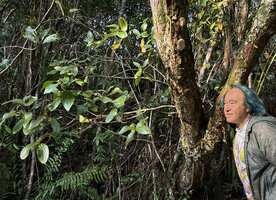 Patrick Blanc observing the branched epiphytic Medinilla cf. glomerata with swollen root system, Ankin'ny Nofy Reserve, Madagascar, Aug. 2024
