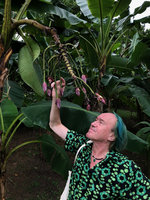 Patrick Blanc observing the branched inflorescence producing only male flowers in Musa Kluai Roi Pli, Botanical Gardens, Singapore, Aug. 2018