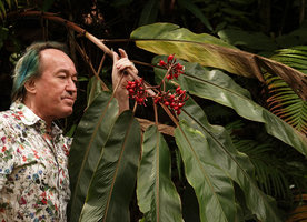 Patrick Blanc observing the branched sexual structure of Alpinia pulchra bearing flowers and ripe fruits, Tenaru Falls, Guadalcanal, Solomon Islands, Sept. 2019