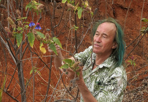 Patrick Blanc observing the bright blue flowers of Pycnostachys urticifolia, Mulanje, Malawi, Aug. 2017