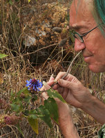 Patrick Blanc observing the bright blue flowers of the shrubby Pycnostachys urticifolia, Mulanje, Malawi, Aug. 2017