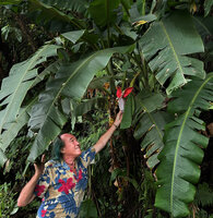 Patrick Blanc observing the bright dark red bracts of the Musa balbisiana hanging inflorescence, Malaunay, 1100 m asl, Valencia, Negros Oriental, Philippines, Jan. 2025