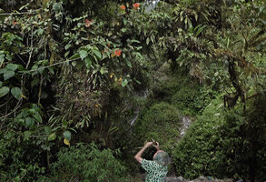 Patrick Blanc observing the bright orange inflorescences of Medinilla compressicaulis, similar to the sympatric Begonia oxysperma, Banaue, 1700 m asl, Luzon, Philippines, April 2026,