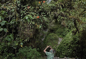 Patrick Blanc observing the bright orange inflorescences of the epiphytic Medinilla compressicaulis, very similar to the sympatric Begonia oxysperma, Banaue, Luzon, Philippines, April 2026,