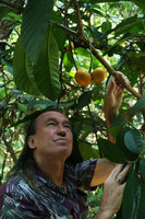 Patrick Blanc observing the bright orange paired fruits of a shrubby Apocynaceae species, Pacitan, Java, May 2018