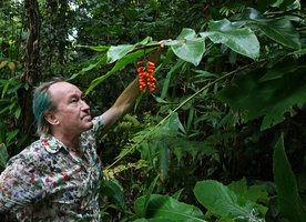 Patrick Blanc observing the bright orange pendant infructescence of Pleuranthodium peekelii, Tenaru Falls, Guadalcanal, Solomon Islands, Sept. 2019