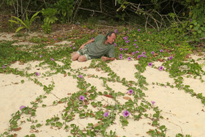 Patrick Blanc observing the bright pink flowers and the small deeply bifid leaves of Ipomoea pes-caprae subsp. pes-caprae, Macleod Is.,Tanintharyi, Myanmar, Jan. 2018
