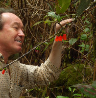 Patrick Blanc observing the bright pinkish red flowers of an epiphytic climbing Dimorphanthera, Rondon Ridge, 2000 m asl, Mount Hagen, Papua New Guinea, March 2016