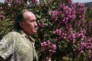 Patrick Blanc observing the bright purple flowers of a much branched individual of Acanthus pubescens, Sodo, Wolayta, Ethiopia, Jan. 2019