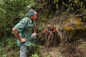 Patrick Blanc observing the bright red flowers of Pitcairnia heterophylla flowering while the leaves are totally dry and deciduous, Mirador Rey Tepepul, Lake Atitlan, Guatemala, Dec. 2019