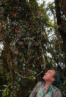 Patrick Blanc observing the bright red flowers of the epiphytic Aeschynanthus rhododendron, G. Brinchang, Cameron Highlands, Malaysia, April 2023