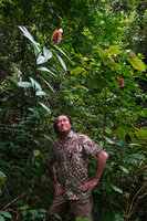 Patrick Blanc observing the bright red inflorescence bracts of Hellenia speciosa, Waisia waterfall, Seram, Moluccas, April 2024