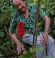 Patrick Blanc observing the bright red inflorescence of Tapeinochilos ananassae, Manusela NP, 1000 m asl, Seram, Moluccas, April 2024