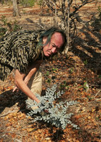 Patrick Blanc observing the bright refringent glaucous leaves of Maerua edulis, Liwonde NP, Malawi, Aug. 2017