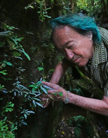 Patrick Blanc observing the bright silver patched leaves of Gravesia setifera at the base of a vertical canyon rock face, Mantadia NP, Madagascar, Aug. 2024