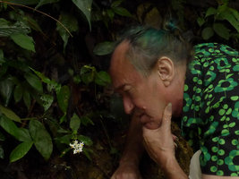 Patrick Blanc observing the bright white flowers of Argostemma parvifolium var.involucratum, Fraser&#039;s Hill, Malaysia, Dec. 2016