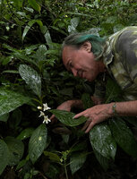 Patrick Blanc observing the bright white flowers of Cyrtandra wallichii, Cameron Highlands, Malaysia, April 2023
