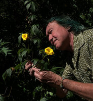 Patrick Blanc observing the bright yellow flowers of the introduced Distimake tuberosus, Le Ouaki, Saint Louis, La Réunion, July 2024