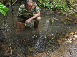Patrick Blanc observing the brown leaves of Barclaya longifolia and flowering Cryptocoryne crispatula var. balansae in fast flowing forest stream, Cat Tien NP, Vietnam, Nov. 2019
