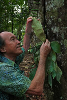 Patrick Blanc observing the brown lines of sori on the Antrophyum callifolium frond abaxial surface, Sepilok FR, Sabah, Borneo, July 2022