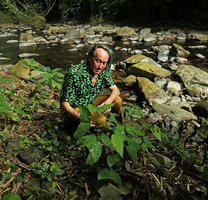 Patrick Blanc observing the butterfy shaped leaves of a Bauhinia species, Khao Sok NP, Thailand, March 2017