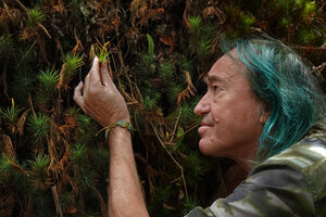 Patrick Blanc observing the capsule of Dawsonia longifolia, Kinabalu NP, 1500 m asl, Sabah, Borneo, July 2022