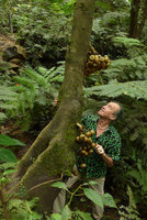 Patrick Blanc observing the cauliflorous Ficus schwarzii bearing huge bunches of ripe figs, Fraser&#039;s Hill, Malaysia, Dec. 2016