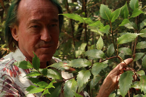 Patrick Blanc observing the cladodes of Phyllocladus hypophyllus, Mt Kinabalu, Sabah, Borneo, Aug. 2018