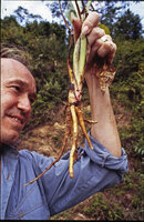 Patrick Blanc observing the contractile roots of Ravenala grandis, Beforona, Madagascar, Dec. 1997, photo CM Hladik