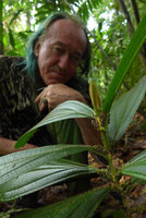Patrick Blanc observing the corrugated petiolar ant domatia of the myrmecophilous Tococa spadiciflora, El Amargal, Arusi, Choco, Colombia, Nov. 2016