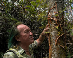 Patrick Blanc observing the creeping rhizomes of Davallia trichomanoides covered by shiny rusty scale hairs, Cameron Highlands, Malaysia, April 2023