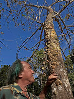 Patrick Blanc observing the cryptic, tightly appressed concave shingle leaves of Dischidia imbricata, Bauro, Lautem, Nino Konis Santana NP, Timor Leste, Aug. 2026