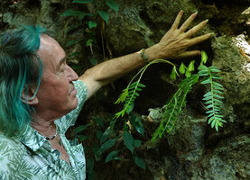 Patrick Blanc observing the current year stems of Elatostema salvinioides which will soon wither and the new stems which will be resting at this stage during the dry season, Chiang Dao, Thailand, Oct. 2023.