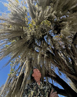 Patrick Blanc observing the curtains of Tillandsia usneoides, Everglades NP, Florida, March 2026