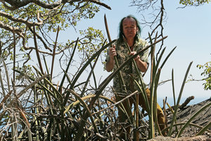 Patrick Blanc observing the cylindrical channelled leaves of Sansevieria sinus-simiorum, Lake Malawi NP, Aug. 2017