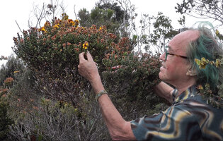 Patrick Blanc observing the densely flowered branch tips of Kania hirsutula, Anggi Lakes, 2300 m asl, Arfak Mts, West Papua, May 2025