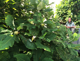 Patrick Blanc observing the developing fruits of Magnolia macrophylla on the High Line, New York, July 2016